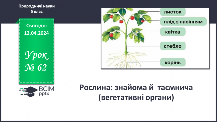 №62 - Рослина: знайома й таємнича (вегетативні органи)0 №62 - Рослина: знайома й таємнича (вегетативні органи)0